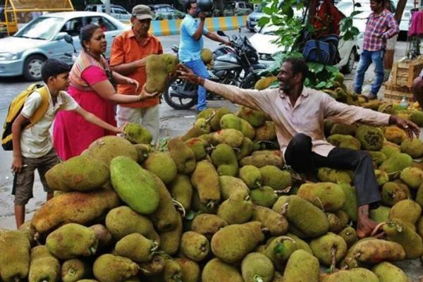 "Mít Kerala" được coi là loại quả có thương hiệu, được trồng sạch sẽ và nhiều dinh dưỡng. Ảnh minh họa: HT Photo. "Mít Kerala" được coi là loại quả có thương hiệu, được trồng sạch sẽ và nhiều dinh dưỡng. Ảnh minh họa: HT Photo.