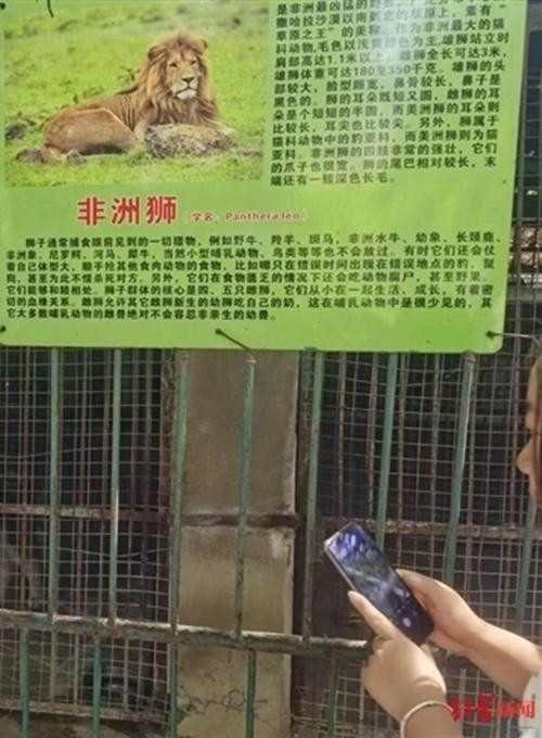 Tấm bảng giới thiệu "sư tử châu Phi" ở bên ngoài chuồng. Ảnh: CP. Tấm bảng giới thiệu "sư tử châu Phi" ở bên ngoài chuồng. Ảnh: CP.