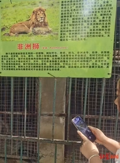 Tấm bảng giới thiệu "sư tử châu Phi" ở bên ngoài chuồng. Ảnh: CP.