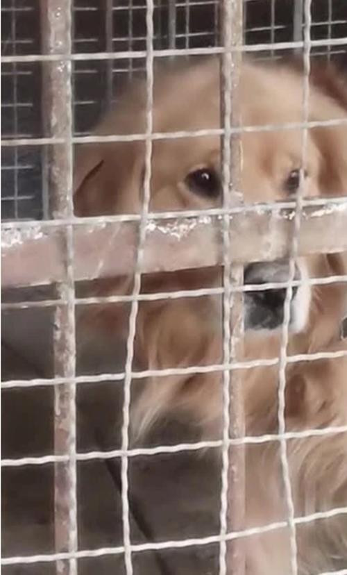 Đây là đôi mắt của "cỗ máy săn mồi" khủng khiếp nhất trong tự nhiên, bạn thấy có đáng sợ không? Ảnh: Yahoo. Đây là đôi mắt của "cỗ máy săn mồi" khủng khiếp nhất trong tự nhiên, bạn thấy có đáng sợ không? Ảnh: Yahoo.