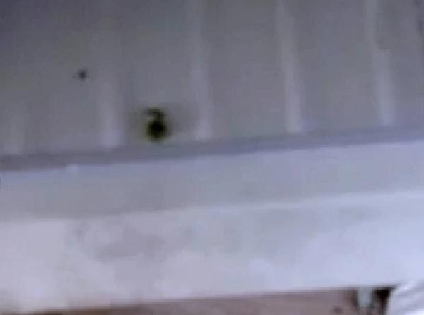 Ảnh một hạt đậu lẻ loi còn sót trong tủ lạnh mà chủ nhà gửi cho Matilda. Ảnh: North News and Pictures. Ảnh một hạt đậu lẻ loi còn sót trong tủ lạnh mà chủ nhà gửi cho Matilda. Ảnh: North News and Pictures.