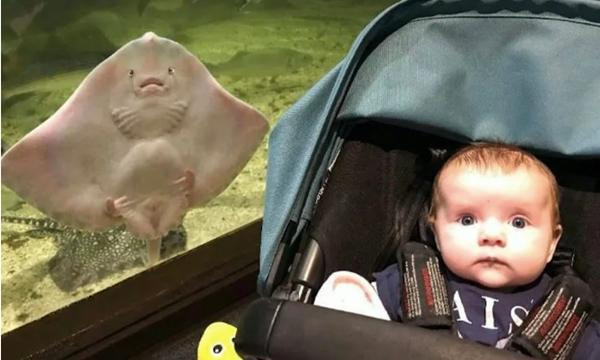 Daisy và con cá đuối gai có vẻ mặt rất giống nhau. Ảnh: SWNS.