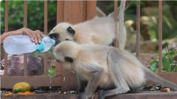 Có không ít khỉ đến làng Kottigehara và người dân thấy là bình thường. Ảnh minh họa: NewsBytes.