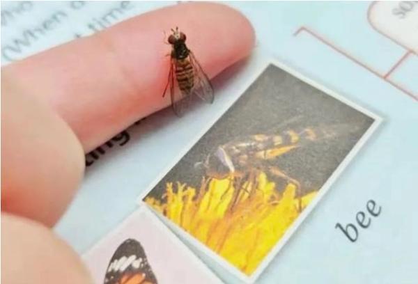 Nhà xuất bản đã thừa nhận rằng, hình ảnh &quot;con ong&quot; mà họ in trong sách không phải là con ong. Ảnh: Breaking Latest.