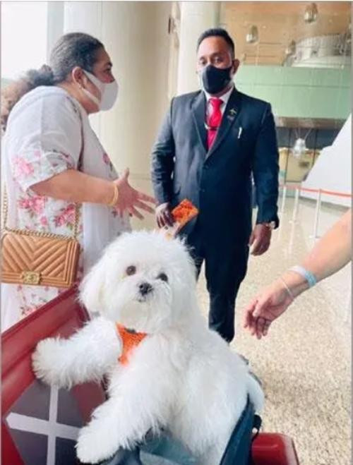 Chú cún may mắn. Ảnh: ANI. Chú cún may mắn. Ảnh: ANI.