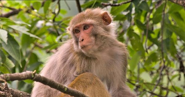 Chú khỉ siêu quậy "bắt" xe tải quay lại làng. Ảnh minh họa: Flipboard.