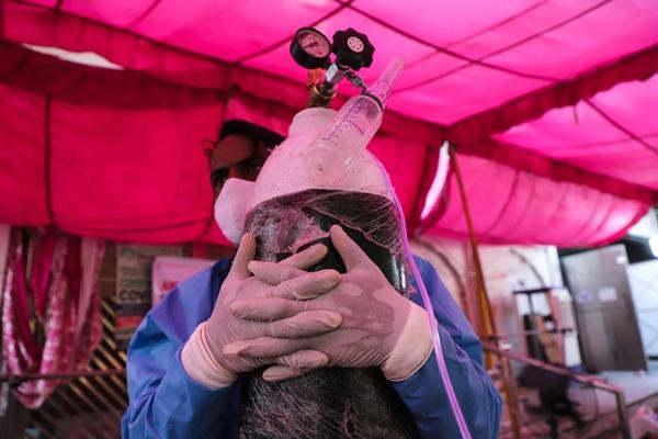 Một tình nguyện viên chuẩn bị vận chuyển bình oxy ở ngoại ô New Delhi. Ảnh: AP. Một tình nguyện viên chuẩn bị vận chuyển bình oxy ở ngoại ô New Delhi. Ảnh: AP.