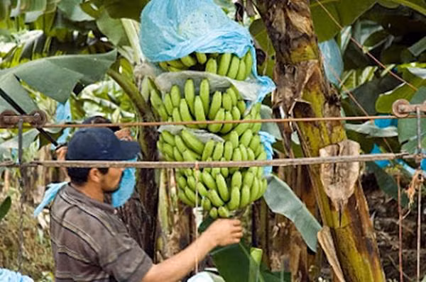 Anh Jaime cho biết, công ty không đào tạo nhân viên cách cắt và đỡ chuối sao cho an toàn. Ảnh minh họa: Blogspot.