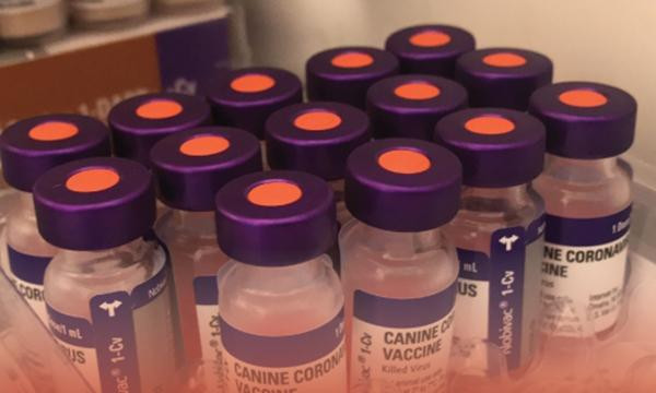 Một loại vắc-xin dành cho chó. Ảnh: BaaghiTV. Một loại vắc-xin dành cho chó. Ảnh: BaaghiTV.