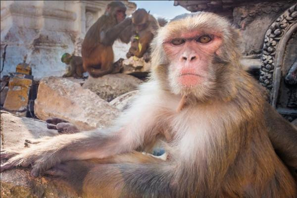 Theo anh Jagadish, dân làng nhận ngay ra chú khỉ "quen thuộc". Ảnh minh họa: Shutterstock.