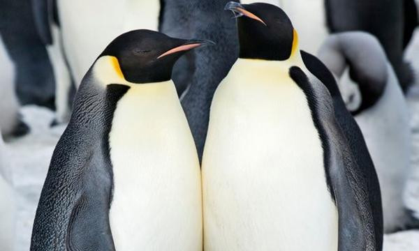 Chim cánh cụt đúng là trông rất lạ, liệu có phải đó là do chúng đến từ hành tinh khác? Ảnh: Junko Kimura/ Getty Images. Chim cánh cụt đúng là trông rất lạ, liệu có phải đó là do chúng đến từ hành tinh khác? Ảnh: Junko Kimura/ Getty Images.