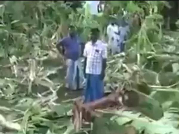 Mọi người đứng giữa vườn chuối bị voi phá tan hoang. Ảnh: IFS. Mọi người đứng giữa vườn chuối bị voi phá tan hoang. Ảnh: IFS.