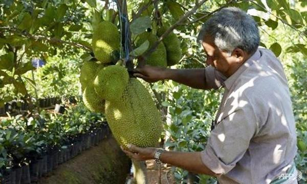 Một người thu hoạch mít ở bang Kerala. Ảnh: Arun Sankar/ AFP. Một người thu hoạch mít ở bang Kerala. Ảnh: Arun Sankar/ AFP.