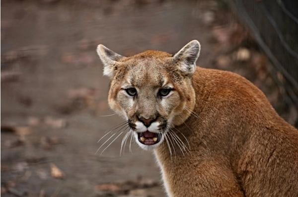 Sư tử núi là loài động vật hung dữ, tuy nhiên ít khi tấn công người. Ảnh minh họa: The Sun. Sư tử núi là loài động vật hung dữ, tuy nhiên ít khi tấn công người. Ảnh minh họa: The Sun.