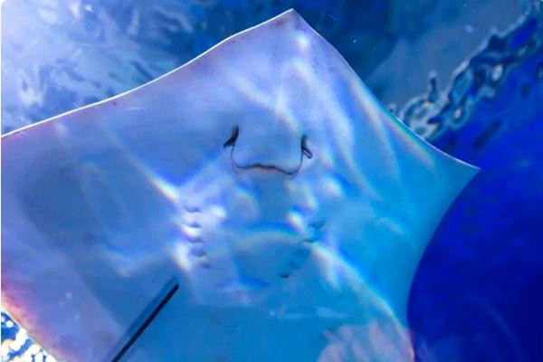 Cá đuối gai là loài cá có hình dạng độc đáo. Ảnh: Getty.