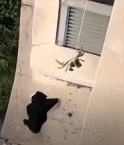 "Chiến binh cua" đi làm nhiệm vụ mạo hiểm. Ảnh: Radii.