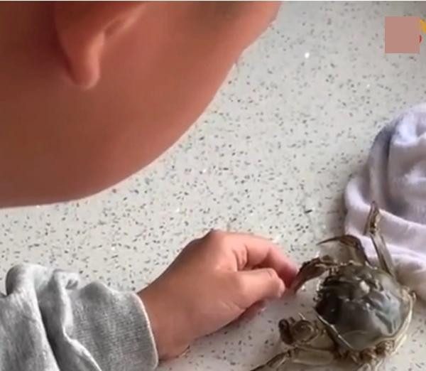 Đang chơi với cua thì bị cua cắp. Ảnh: Weibo. Đang chơi với cua thì bị cua cắp. Ảnh: Weibo.