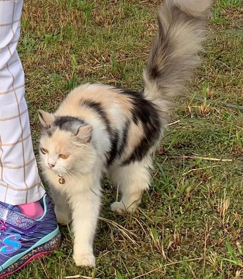 Chú mèo Loki. Ảnh: Zaheera Hamidi. Chú mèo Loki. Ảnh: Zaheera Hamidi.