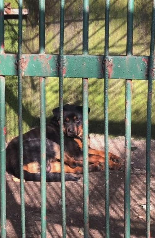 Trong chuồng chó sói là chú chó này. Ảnh: Yiyayiyayao/ AsiaWire/ australscope. Trong chuồng chó sói là chú chó này. Ảnh: Yiyayiyayao/ AsiaWire/ australscope.