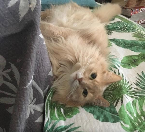 Leiz cần bán xe để có tiền chữa bệnh cho mèo. Ảnh: Yahoo!