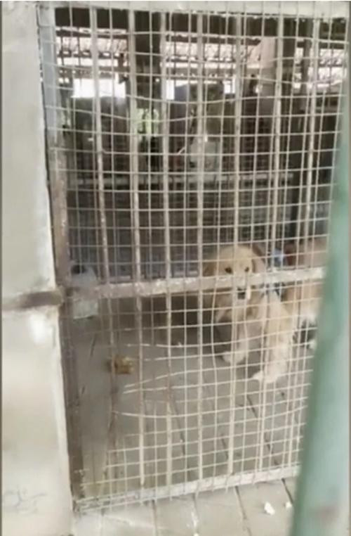 Và đây là vị chúa tể rừng xanh. Ảnh: CP. Và đây là vị chúa tể rừng xanh. Ảnh: CP.