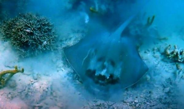 Con cá đuối gai có "mặt quỷ" trên lưng, được phát hiện hồi đầu năm nay. Ảnh: Yahoo!