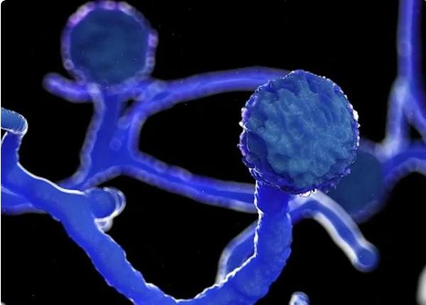 Nấm mucor có thể có trong đất, thực vật, rau quả bị thối rữa. Ảnh: Yahoo.