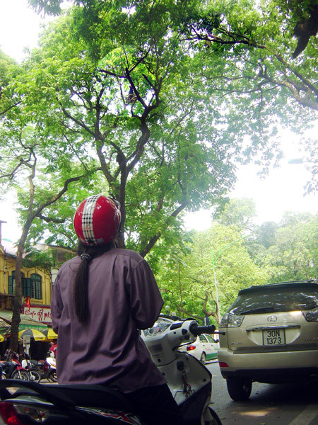 Mỏi cổ và thót tim nhìn hút bóng người hái sấu trên chót vót ngọn cây