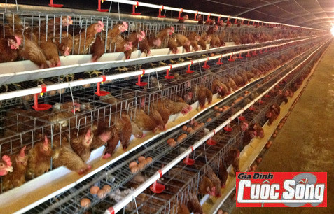 Những chú gà có gu âm nhạc khá… thượng lưu 