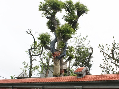 Cây cảnh trong nhà con trai ông Bùi Thanh Quyến. Ảnh: TPO