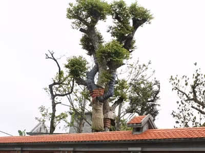 Cây cảnh trong nhà con trai ông Bùi Thanh Quyến. Ảnh: TPO