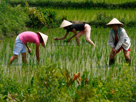 Nạn phân bón giả gây thiệt hại lớn cho nông dân. Ảnh: hồng vĩnh. Nạn phân bón giả gây thiệt hại lớn cho nông dân. Ảnh: hồng vĩnh