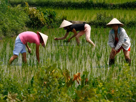 Nạn phân bón giả gây thiệt hại lớn cho nông dân. Ảnh: hồng vĩnh