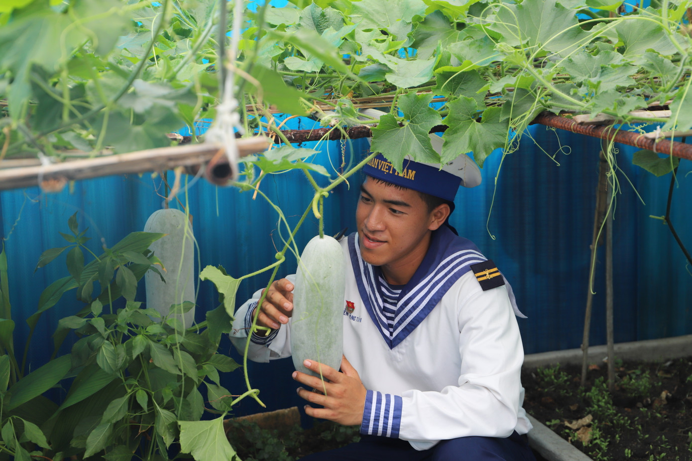 Chiến sỹ trên đảo Cô Lin với thành quả chăm sóc vườn rau xanh cải thiện bữa ăn của đơn vị. Chiến sỹ trên đảo Cô Lin với thành quả chăm sóc vườn rau xanh cải thiện bữa ăn của đơn vị.