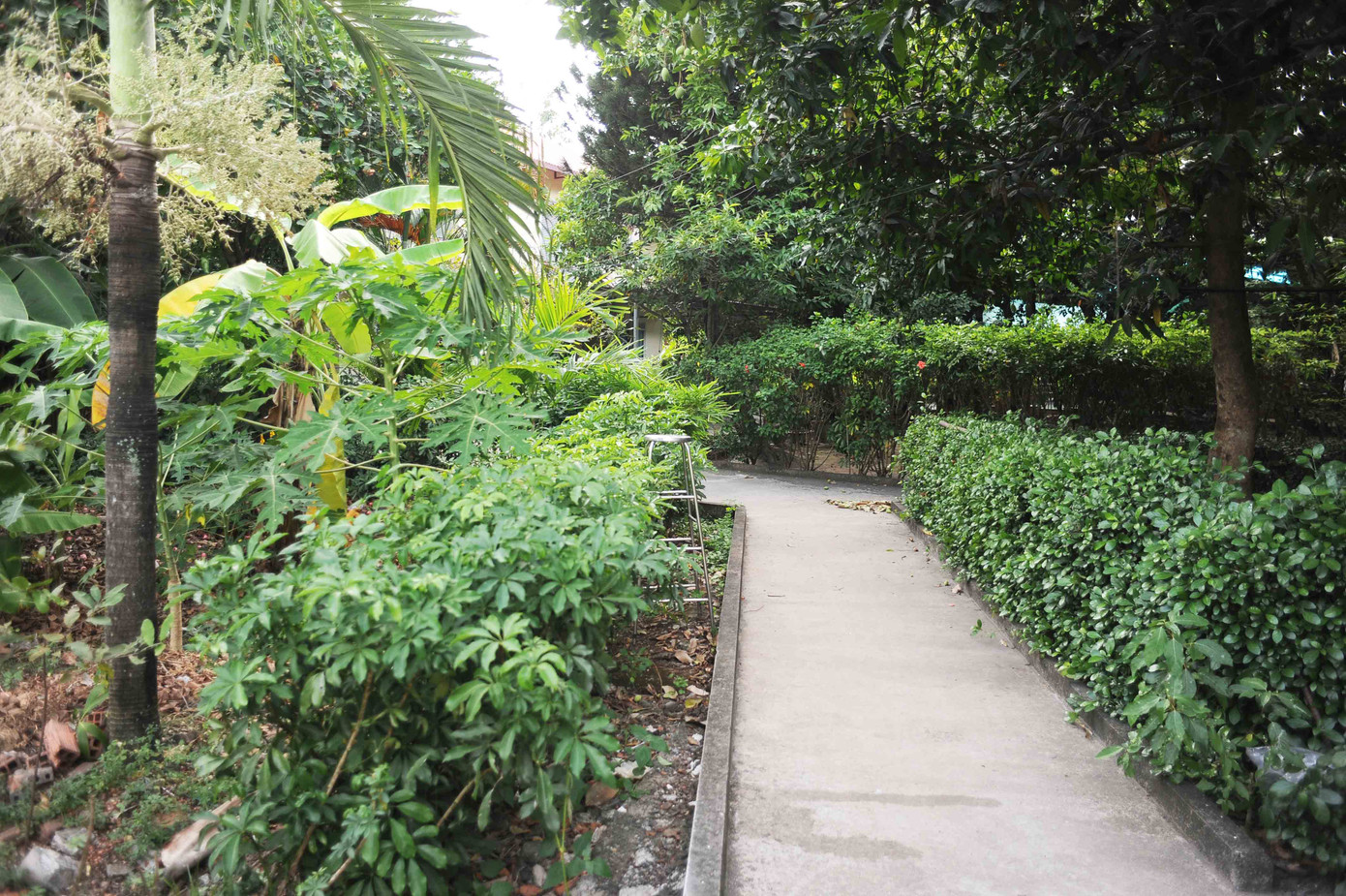 Viện dưỡng lão nghệ sĩ TPHCM có phong cảnh thiên nhiên đẹp, thanh bình. Viện dưỡng lão nghệ sĩ TPHCM có phong cảnh thiên nhiên đẹp, thanh bình.