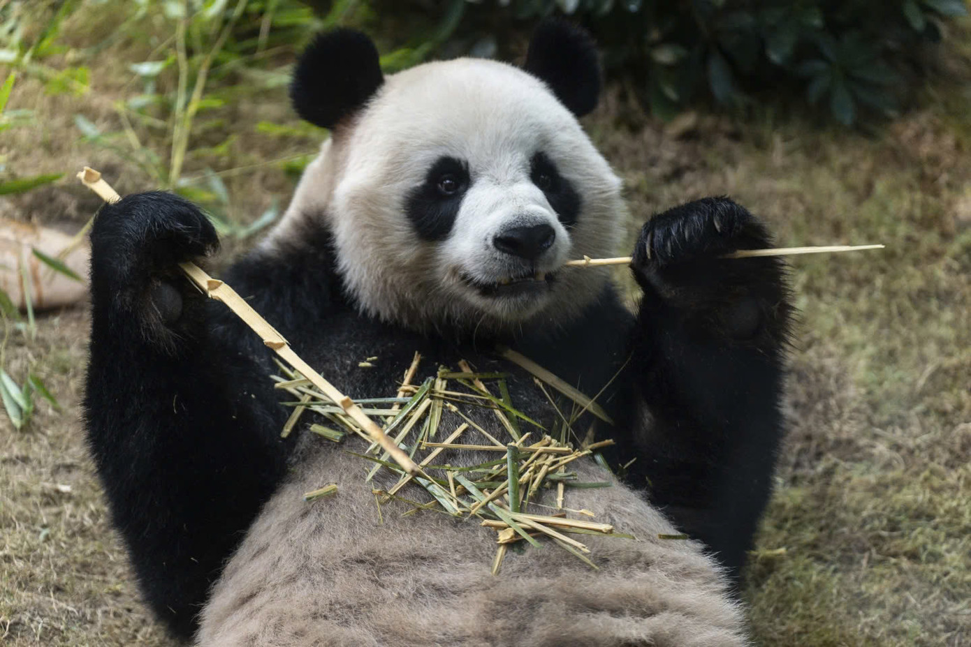 Hong Kong hi vọng việc nuôi sáu chú gấu trúc sẽ thúc đẩy du lịch, giúp nơi này lấy lại vị thế là một trong những điểm đến du lịch hàng đầu châu Á, mặc dù việc chăm sóc gấu trúc trong điều kiện nuôi nhốt rất tốn kém. Ảnh: AP.