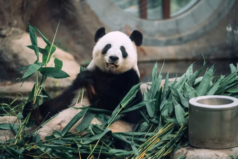 SCMP thông tin, hôm 15/8 Ying Ying đã hạ sinh cặp song sinh gồm một đực và một cái. Đáng chú ý, Ying Ying sinh con chỉ một ngày trước khi tròn 19 tuổi - tương đương với khoảng 57 tuổi ở người và trở thành bà mẹ gấu trúc lớn tuổi nhất thế giới. Ảnh: SCMP