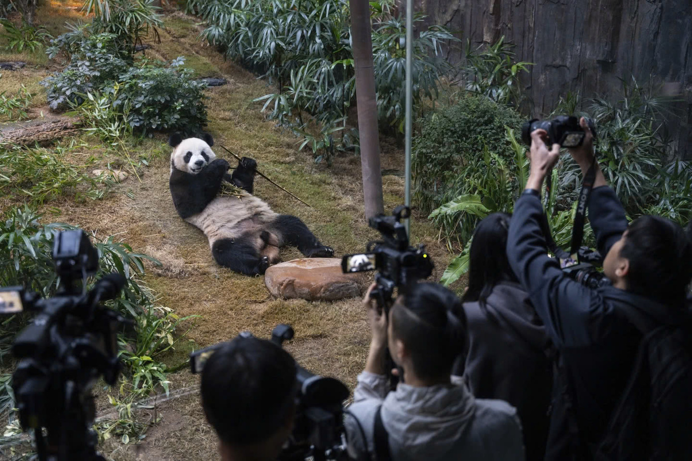 Theo AP, những con gấu trúc này lấy cảm hứng từ 6 chú gấu trúc đang được chăm sóc tại Công viên Đại dương (Ocean Park) của Hong Kong, bao gồm cặp gấu trúc Ying Ying - Le Le đến Hong Kong năm 2007, cặp gấu trúc song sinh là con của Ying Ying - Le Le và cặp gấu An An - Ke Ke vừa đến Hong Kong hồi tháng 9. Ảnh: AP.