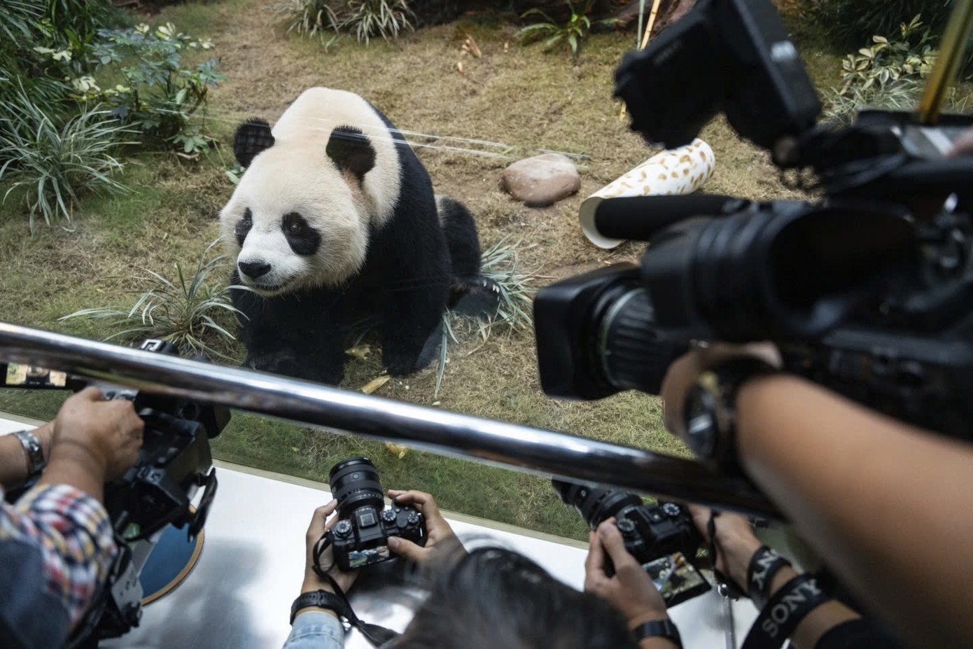 Hầu hết các tác phẩm gấu trúc sẽ được đấu giá trực tuyến để làm từ thiện và số tiền thu được sẽ được trao tặng cho Công viên Đại dương Hong Kong để hỗ trợ bảo tồn gấu trúc. Ảnh: AP.