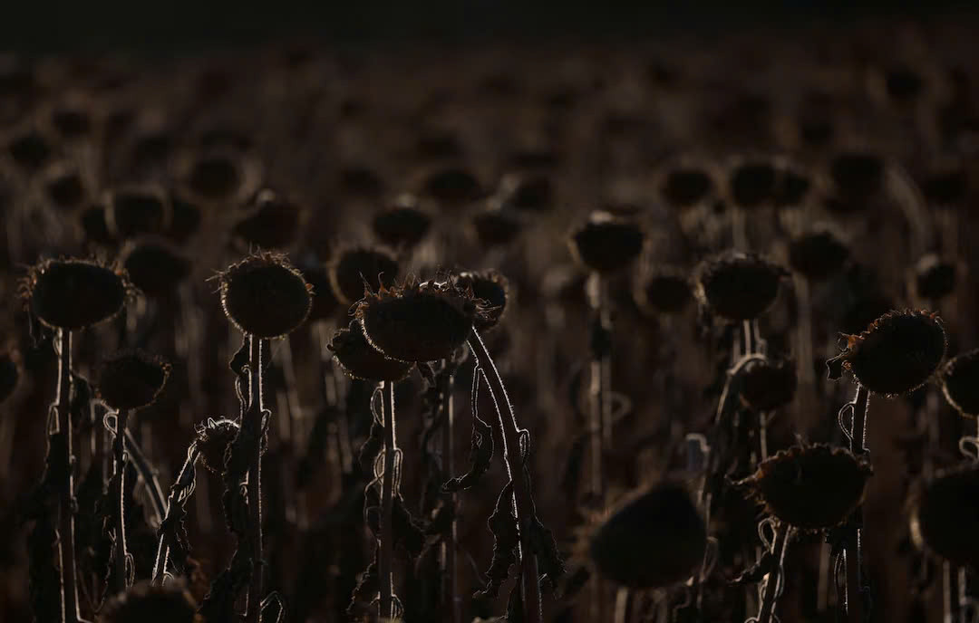 Cảnh tượng hoa hướng dương chết khô trong đợt nắng nóng kỷ lục trên một cánh đồng gần Sankt Andrae (Áo) ngày 15/8/2024. Ảnh: Reuters. Cảnh tượng hoa hướng dương chết khô trong đợt nắng nóng kỷ lục trên một cánh đồng gần Sankt Andrae (Áo) ngày 15/8/2024. Ảnh: Reuters.