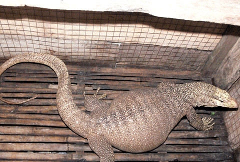 con thằn lằn 8kg 