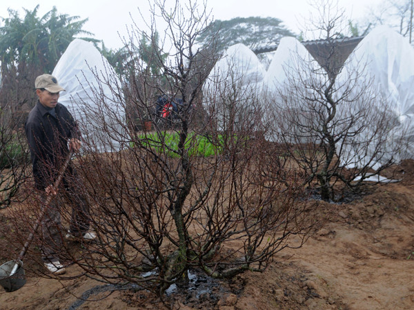 Họ phải thức khuya dậy sớm để chăm sóc, tỉa tót, tưới phân cho đào