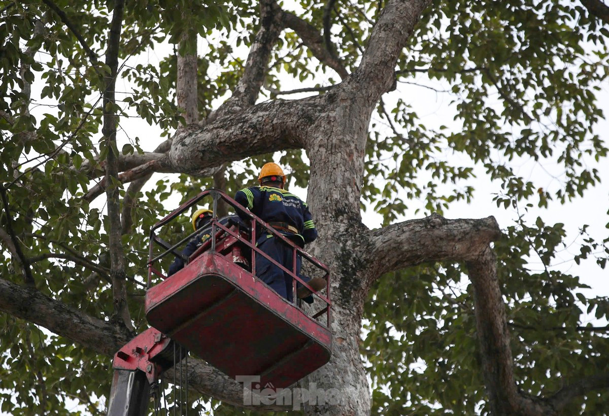 Công nhân kiểm tra cây xanh trong công viên Tao Đàn. Ảnh: Duy Anh