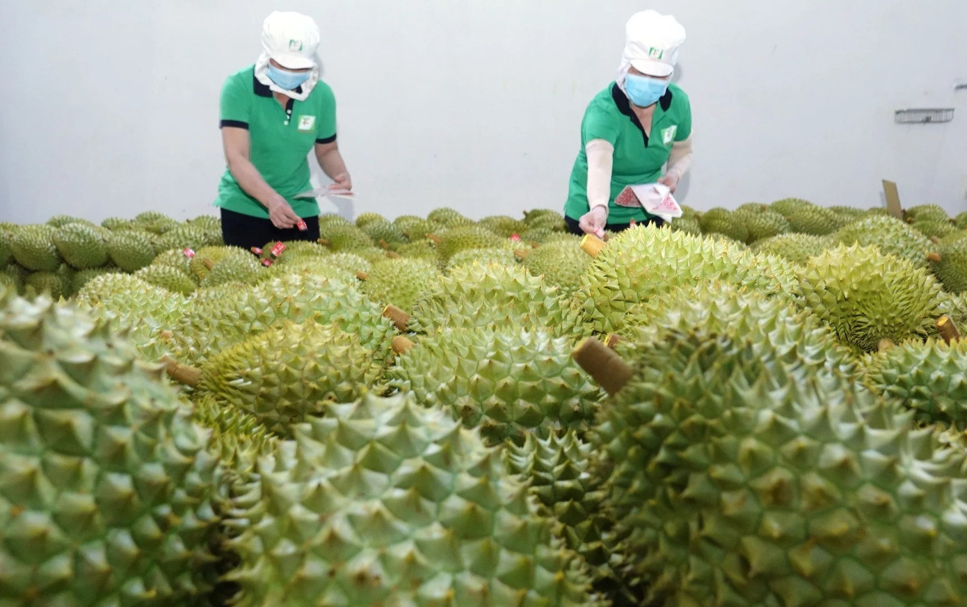 Nhiều đơn vị lợi dụng việc ủy quyền xuất khẩu để giả mạo mã số làm hồ sơ. Nhiều đơn vị lợi dụng việc ủy quyền xuất khẩu để giả mạo mã số làm hồ sơ.