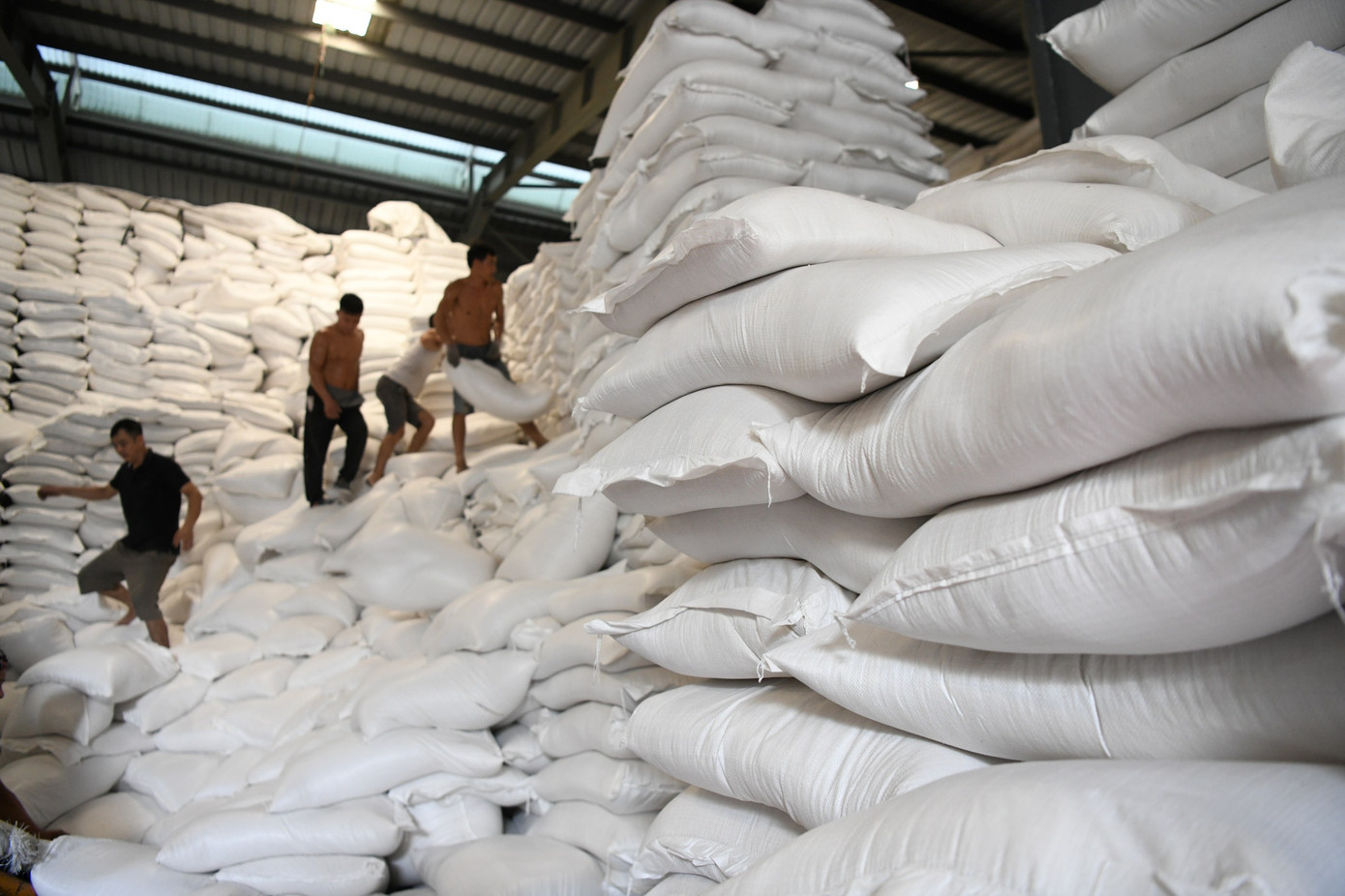 Thương nhân không báo cáo Bộ Công Thương sau 45 ngày có văn bản đề nghị sẽ bị thu hồi Giấy chứng nhận xuất khẩu gạo. Ảnh: Như Ý. Thương nhân không báo cáo Bộ Công Thương sau 45 ngày có văn bản đề nghị sẽ bị thu hồi Giấy chứng nhận xuất khẩu gạo. Ảnh: Như Ý.