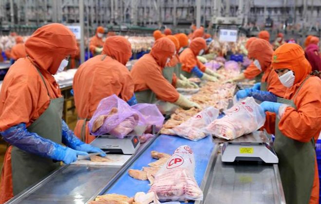 Singapore đang xem xét chuẩn bị mở cửa cho thịt gà Việt Nam. Ảnh: TTXVN.