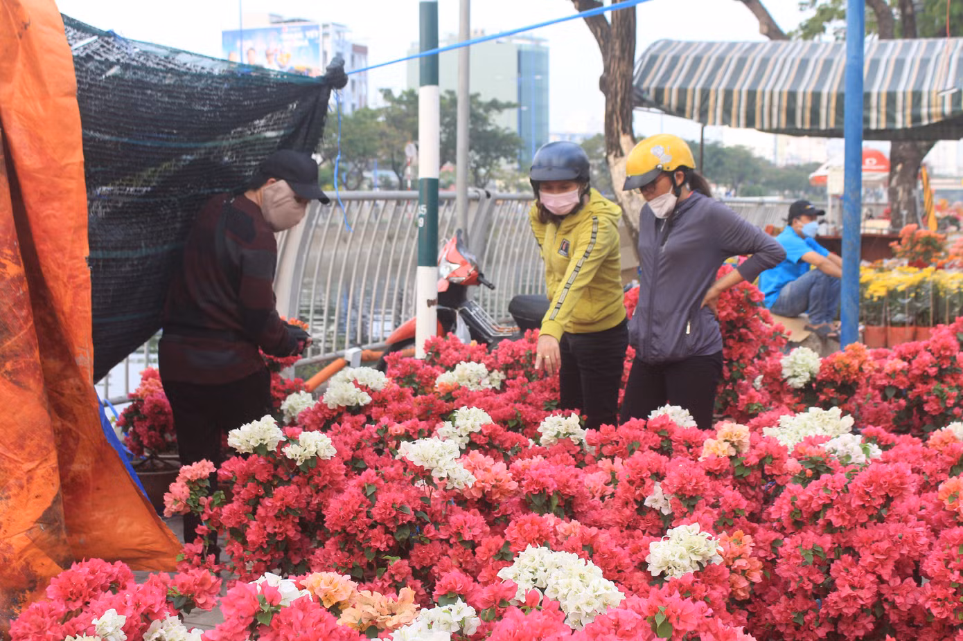 Giá hoa Tết năm nay có xu hướng giảm. Giá hoa Tết năm nay có xu hướng giảm.