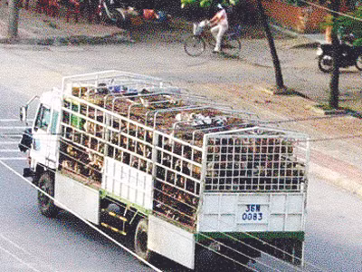 Hầu hết xe chở chó tại các trạm trung chuyển ở Lào gắn biển số 36H . Ảnh: C.T Hầu hết xe chở chó tại các trạm trung chuyển ở Lào gắn biển số 36H