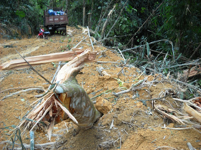 Hiện trường phá rừng làm đường. Ảnh: Hoàng Lam. Hiện trường phá rừng làm đường. Ảnh: Hoàng Lam
