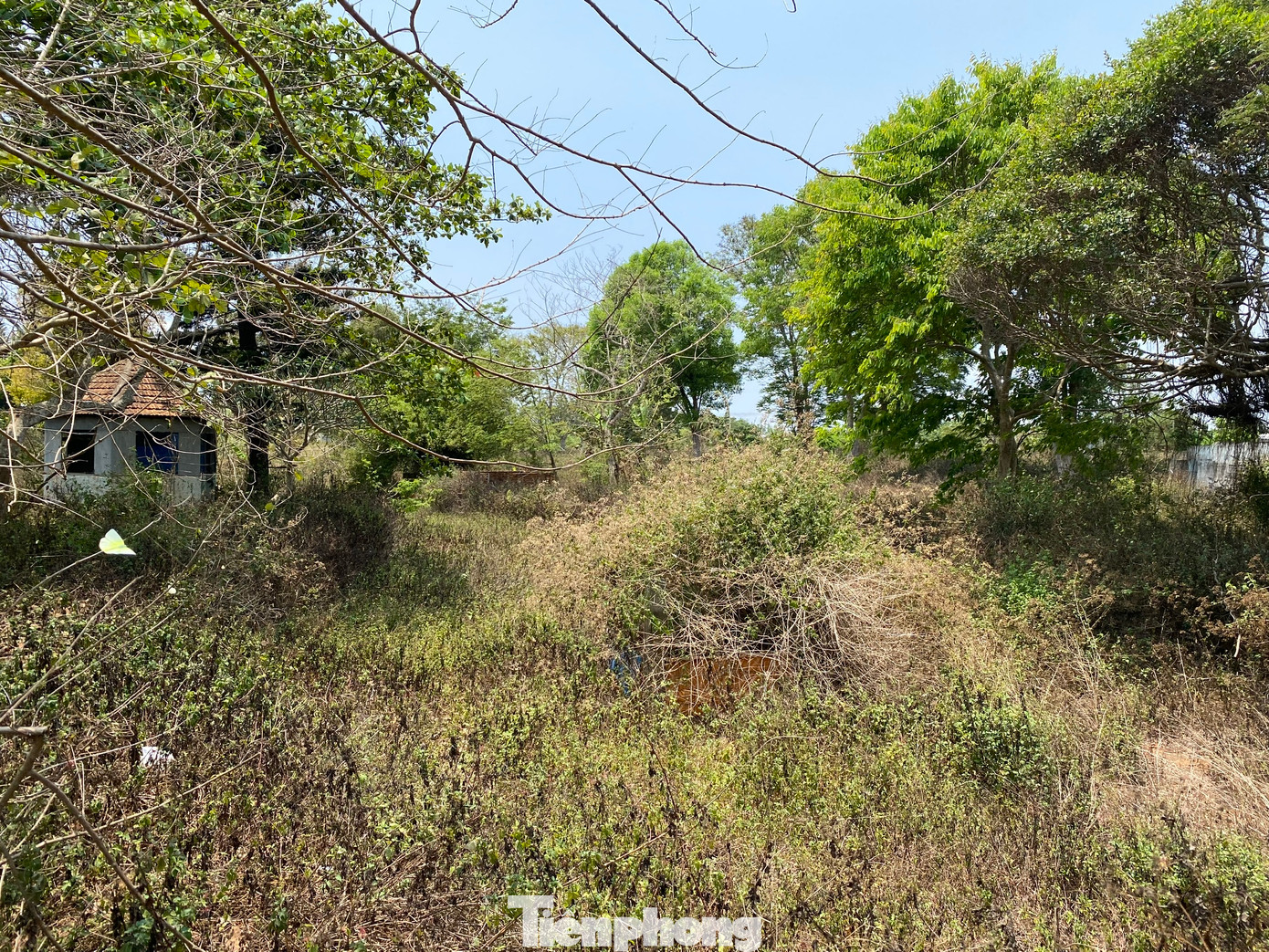 Không có đơn vị quản lý, chăm sóc nên cỏ mọc um tùm trong công viên. Ông Thắng (61 tuổi, xã Hòa Đông) chia sẻ: "Nhiều lúc tôi cũng muốn ra công viên đi thể dục, nhưng nghĩ cảnh cỏ mọc quá đầu người, rắn rết, hút chích... nên thôi, đành đi thể dục trong khu nhà mình cho an toàn".